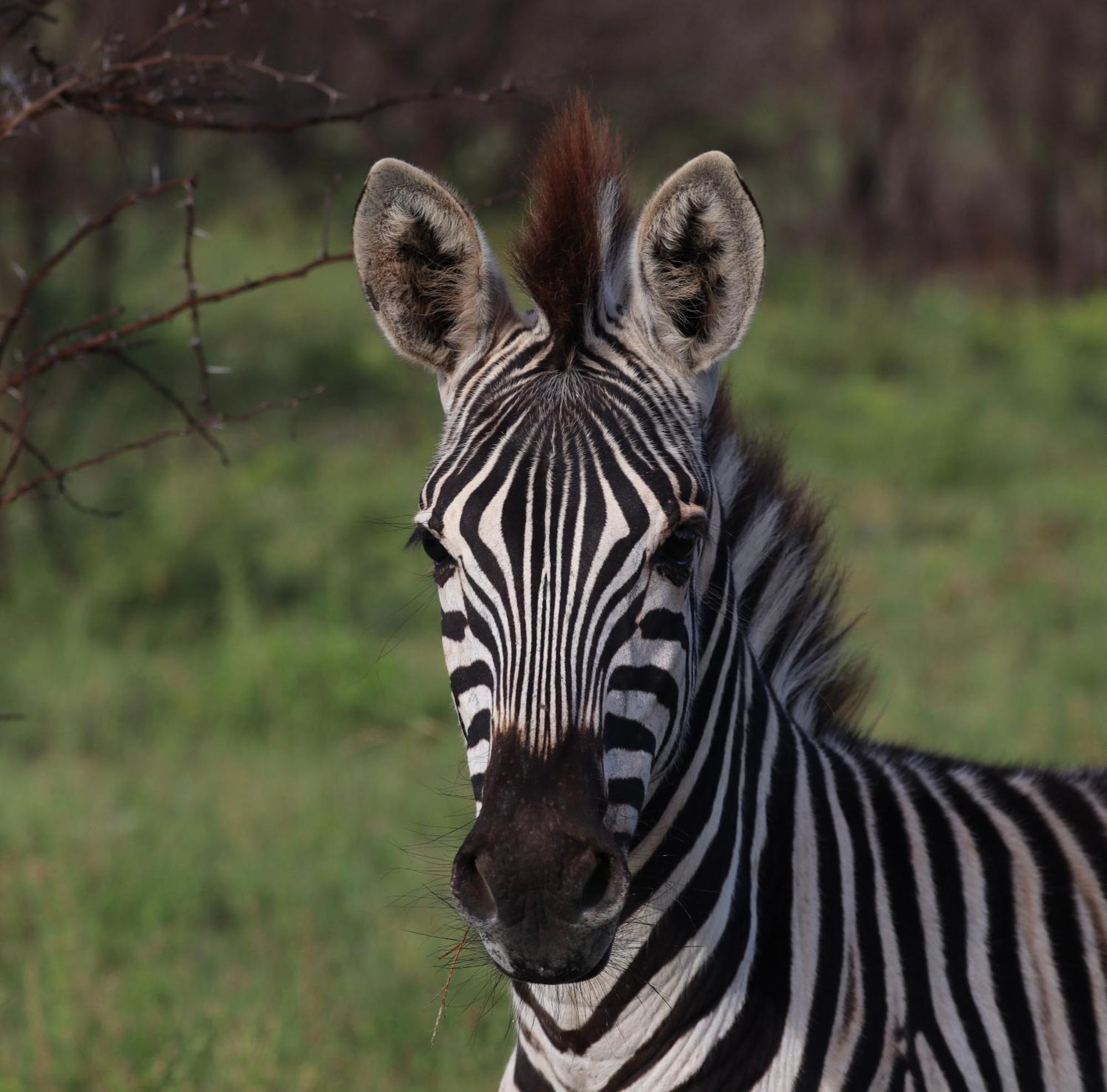 リビングストン Zambezi Duskヴィラ エクステリア 写真