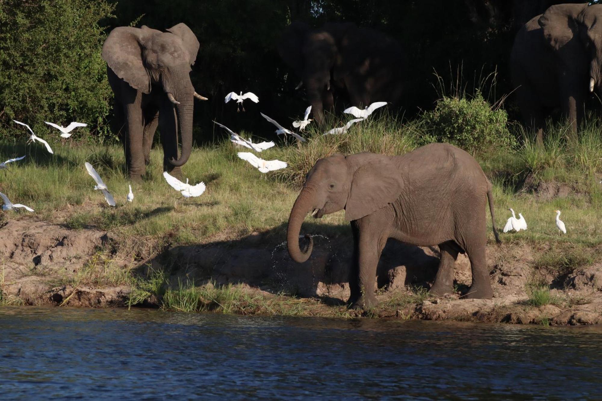 リビングストン Zambezi Duskヴィラ エクステリア 写真