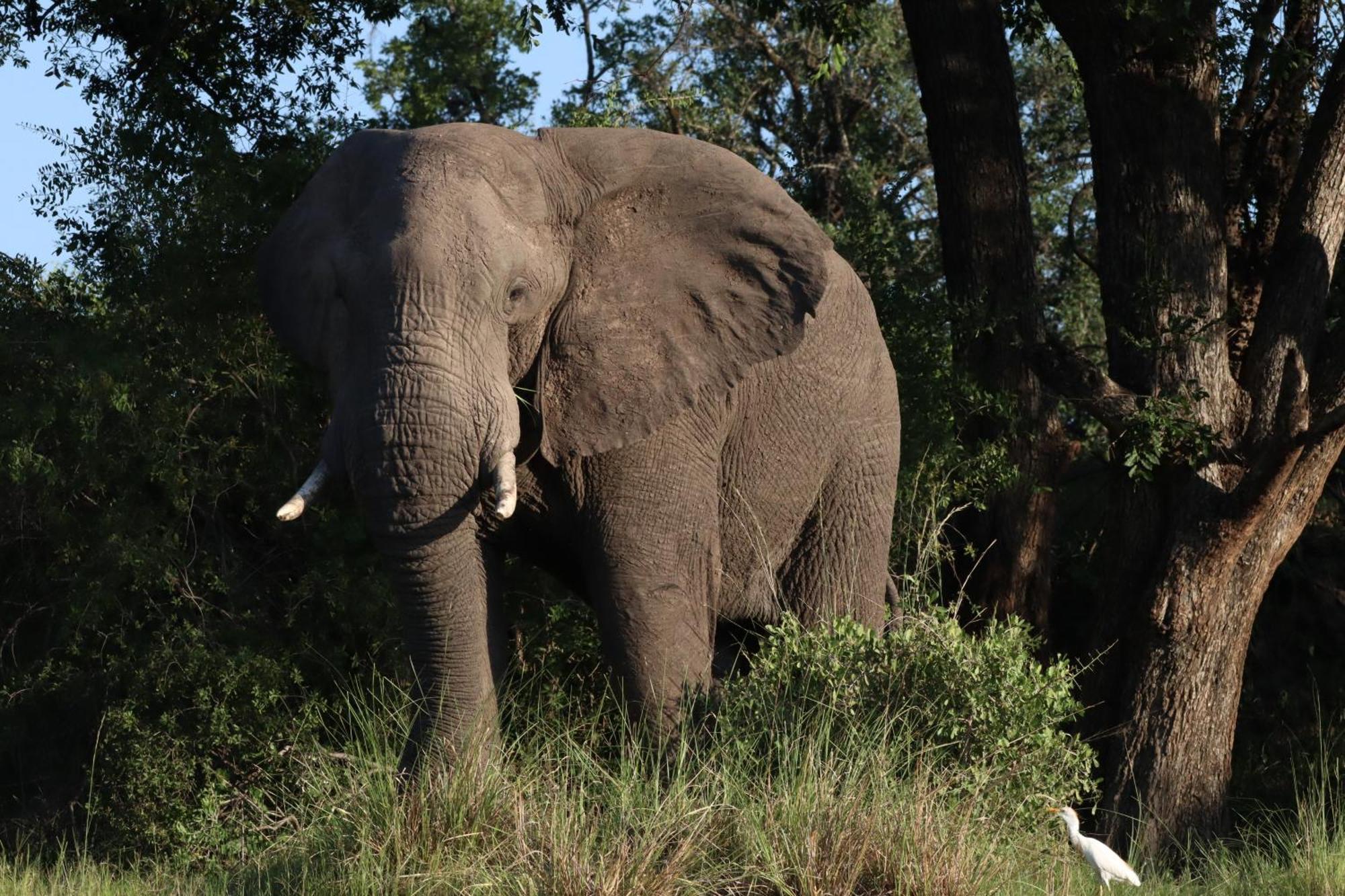 リビングストン Zambezi Duskヴィラ エクステリア 写真