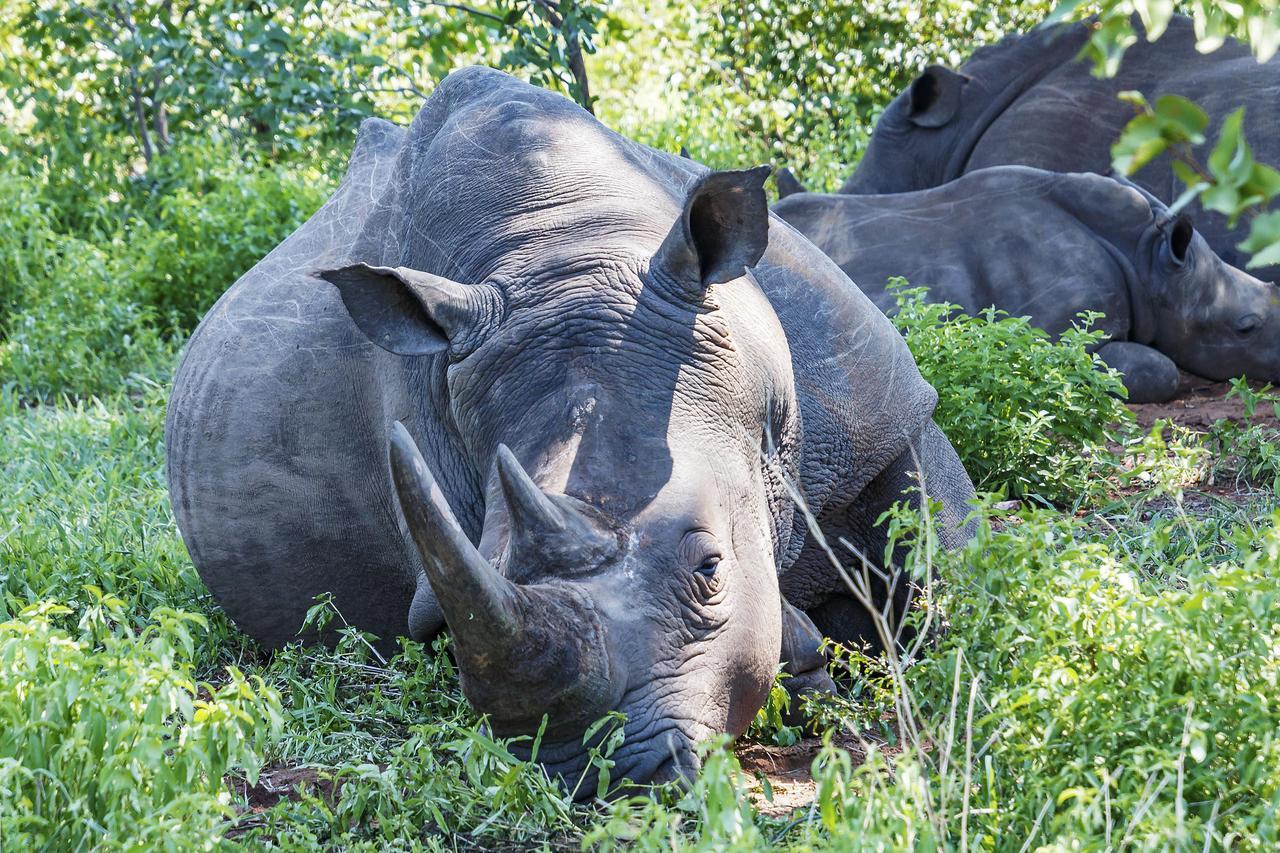 リビングストン Zambezi Duskヴィラ 部屋 写真